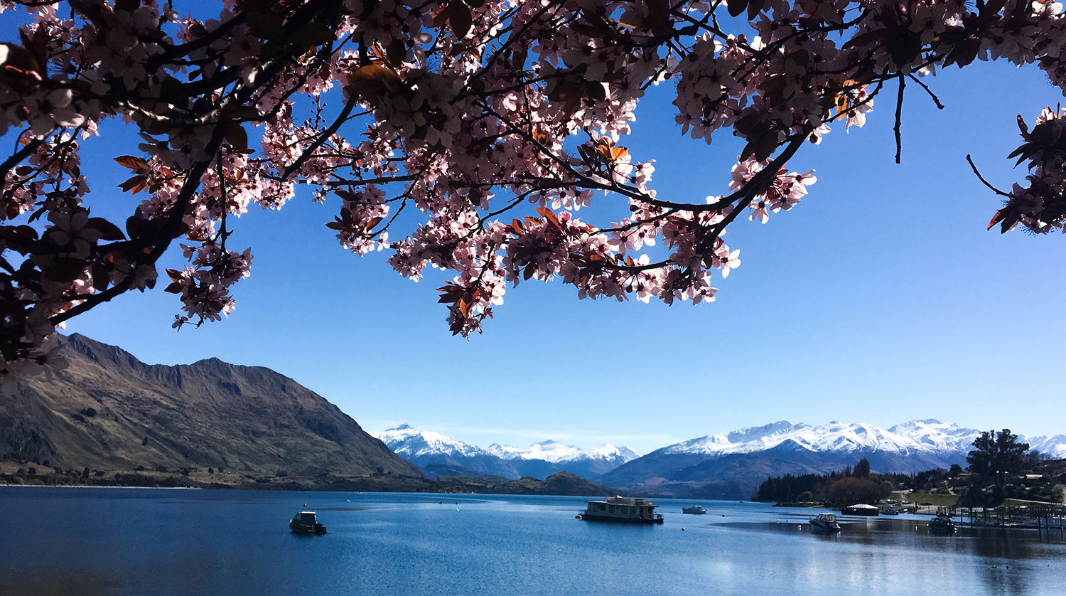 Spring In Wanaka